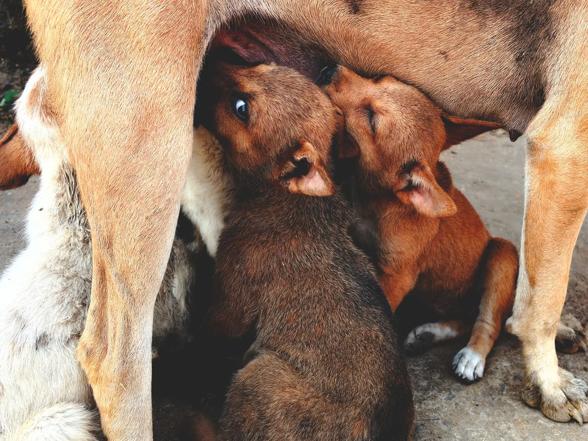 Perra amamantando a sus cachorros recién nacidos sobre una manta