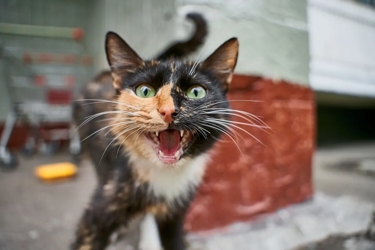 Gato adulto maullando junto a una ventana durante la noche