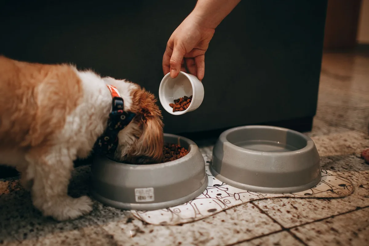 Perro junto a su plato de comida bajo control veterinario por megaesófago