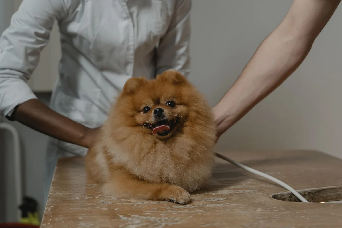 Tutor y su perro felices en la recepción de una clínica veterinaria con plan de membresía