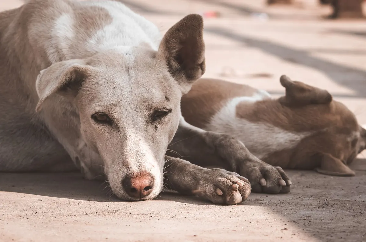 Perro mestizo de pelaje claro echado en el suelo con expresión cansada, reflejo de la debilidad muscular