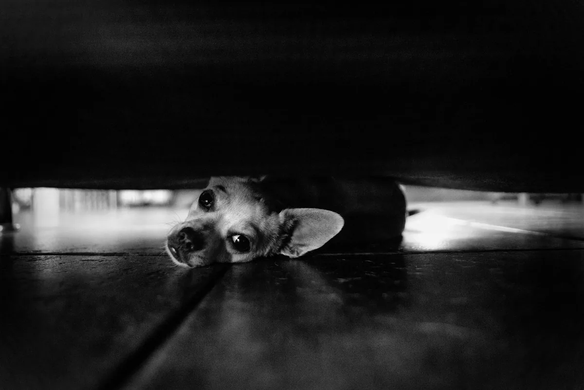 Perro asustado escondido en casa durante los fuegos artificiales