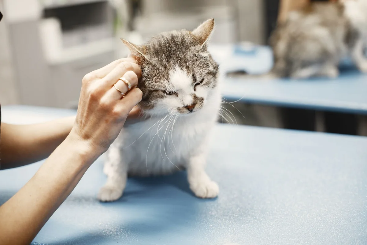 Médica veterinaria examinando a un gato durante un control de su diabetes