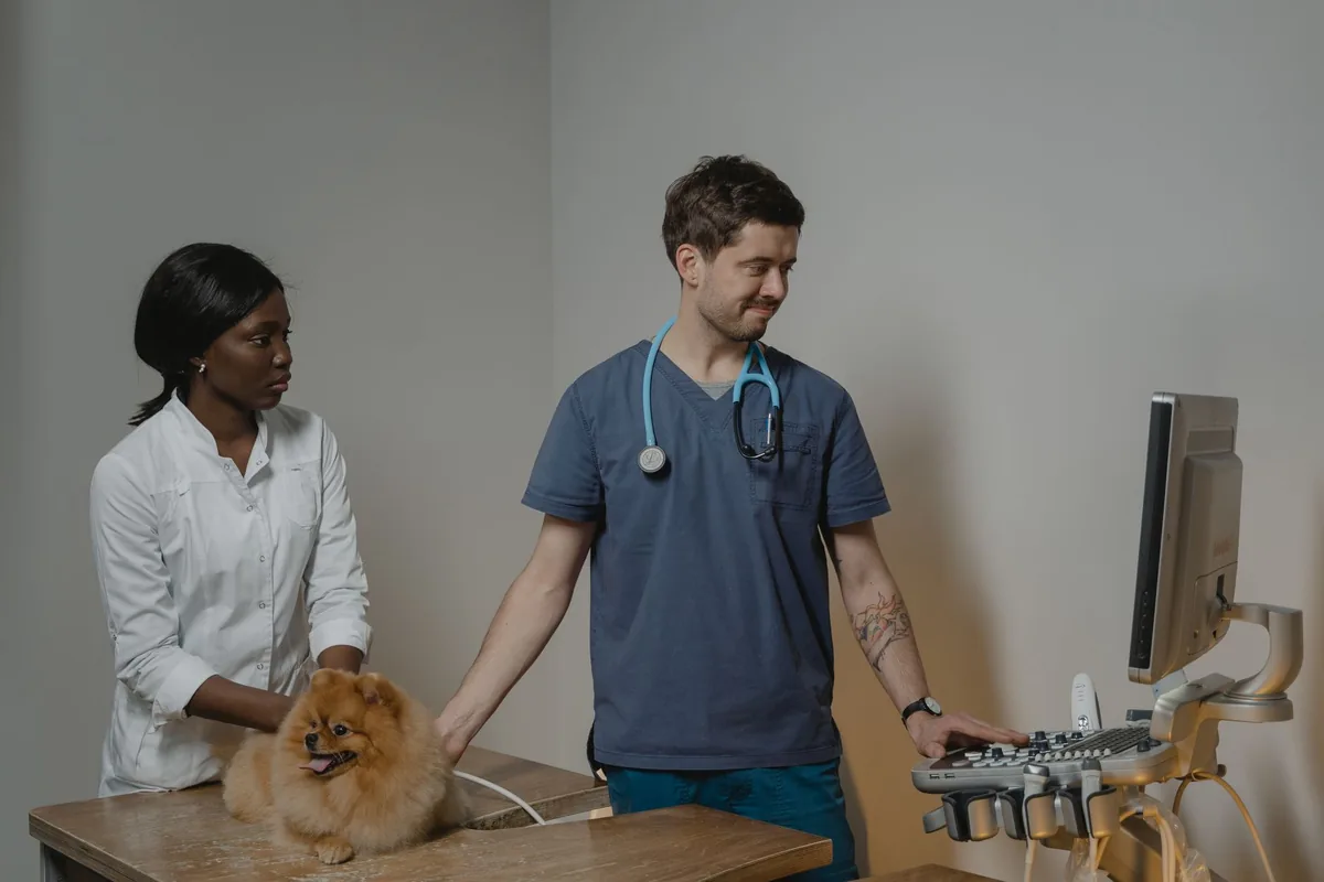Médico veterinario revisando el abdomen de un perro sobre la mesa de consulta