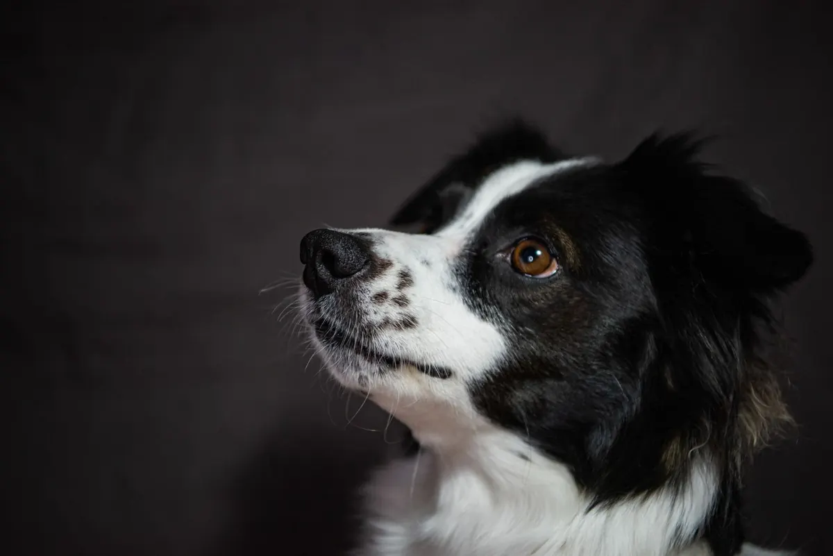 Border collie sentado mirando a la cámara, raza que puede portar la mutación MDR1