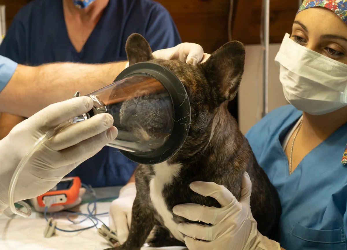 Médico veterinario auscultando el tórax de un perro con dificultad respiratoria durante una atención de urgencia