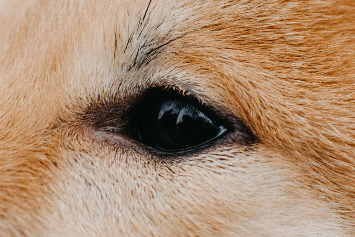 Primer plano del ojo de un perro durante la revisión oftalmológica en la clínica