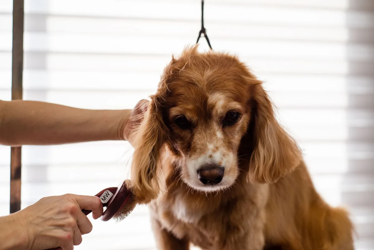 Peluquero canino cepillando a un cocker spaniel en la mesa de grooming de una clínica veterinaria