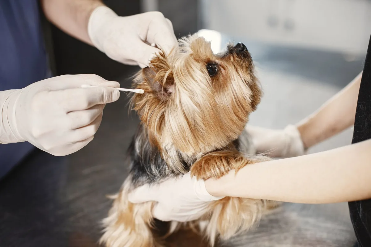 Veterinario revisando el oído de un perro durante una consulta por otitis