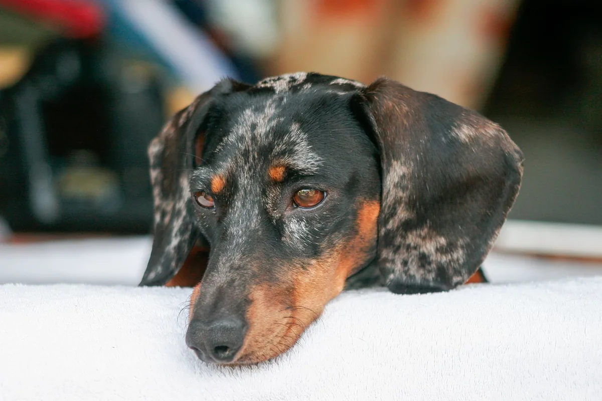 Veterinario revisando la oreja inflamada de un perro con otohematoma