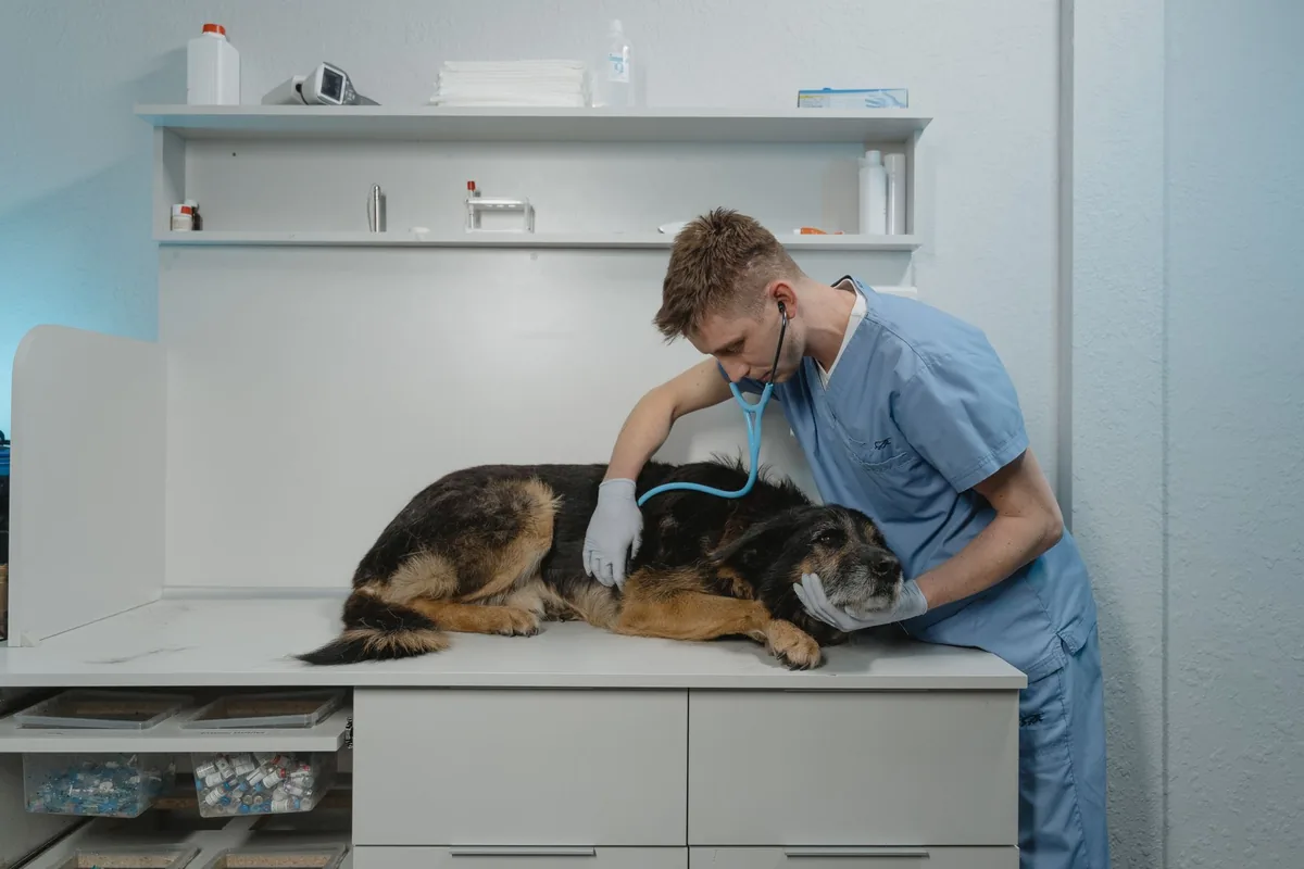 Perro siendo examinado en una clínica veterinaria por sospecha de pancreatitis