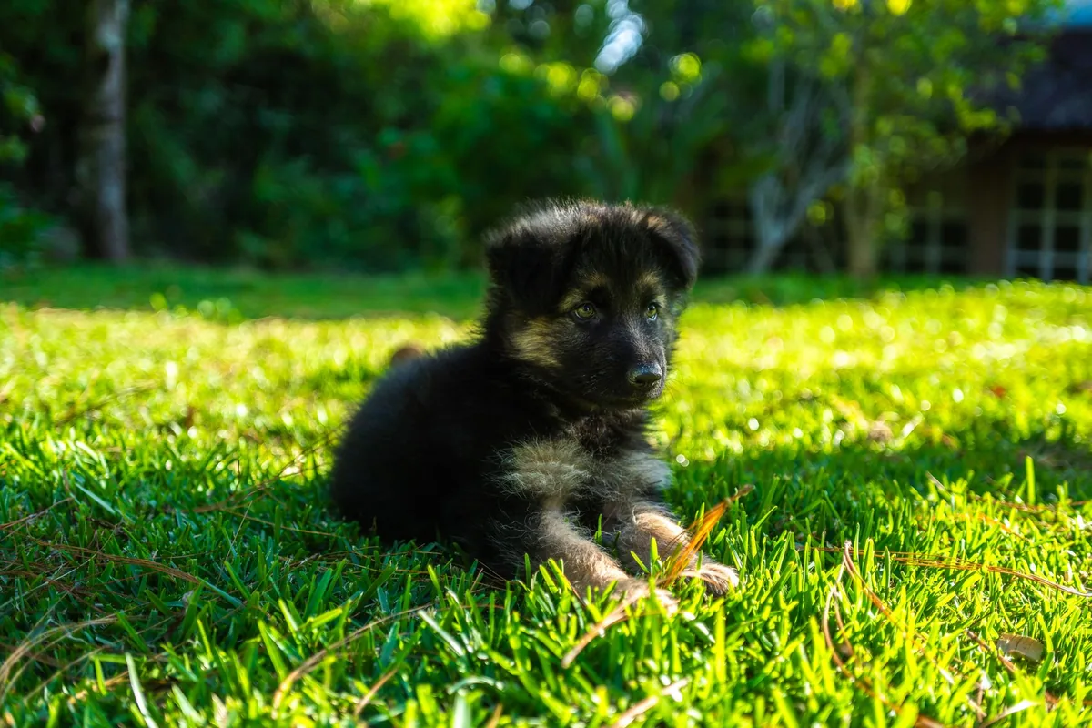 Cachorro de raza grande en pie durante una revisión ortopédica en la clínica veterinaria