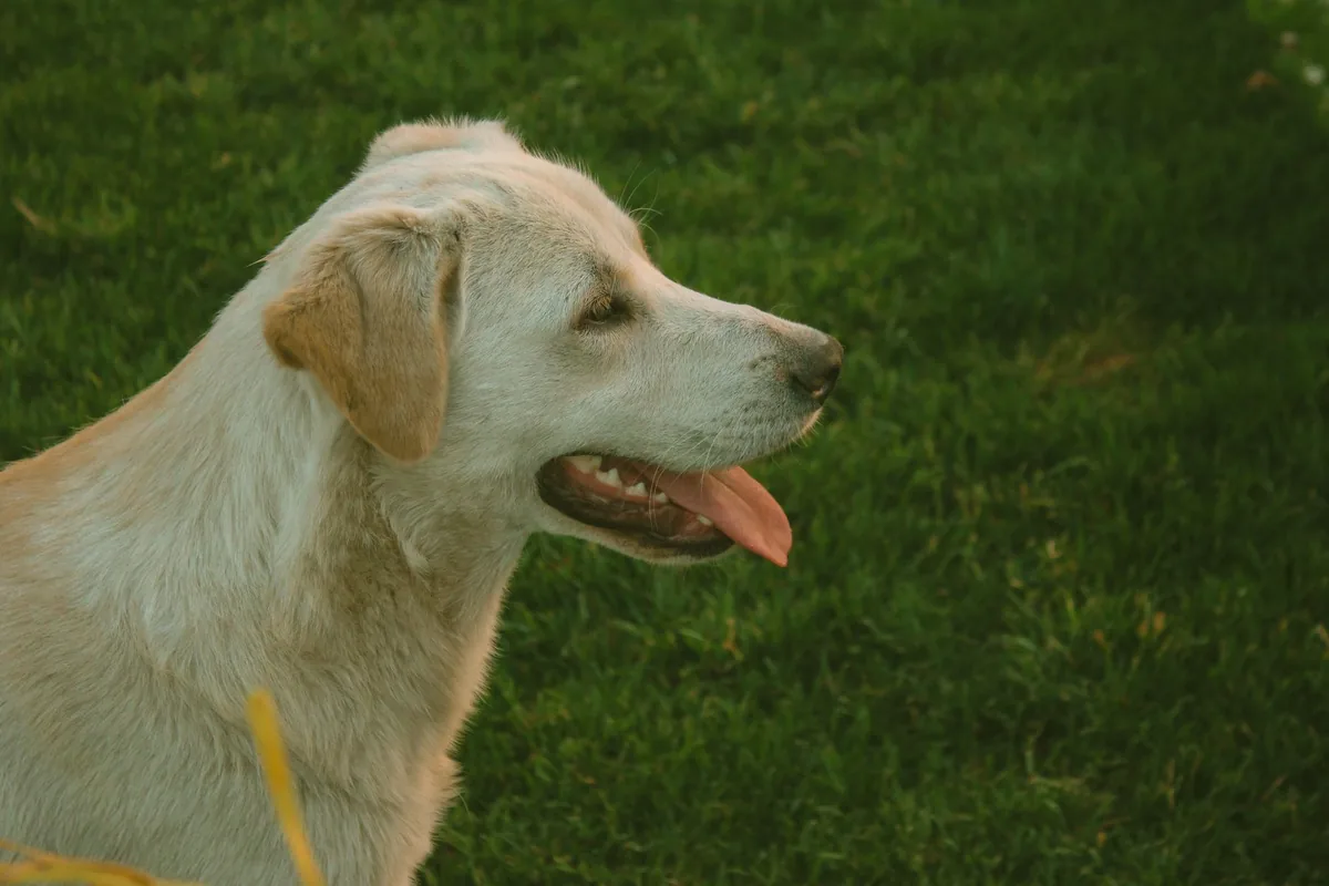 Perro labrador adulto jadeando al aire libre, signo frecuente en la parálisis laríngea