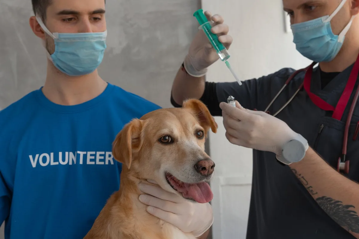 Cachorro recibiendo una vacuna de manos de un médico veterinario para prevenir el parvovirus