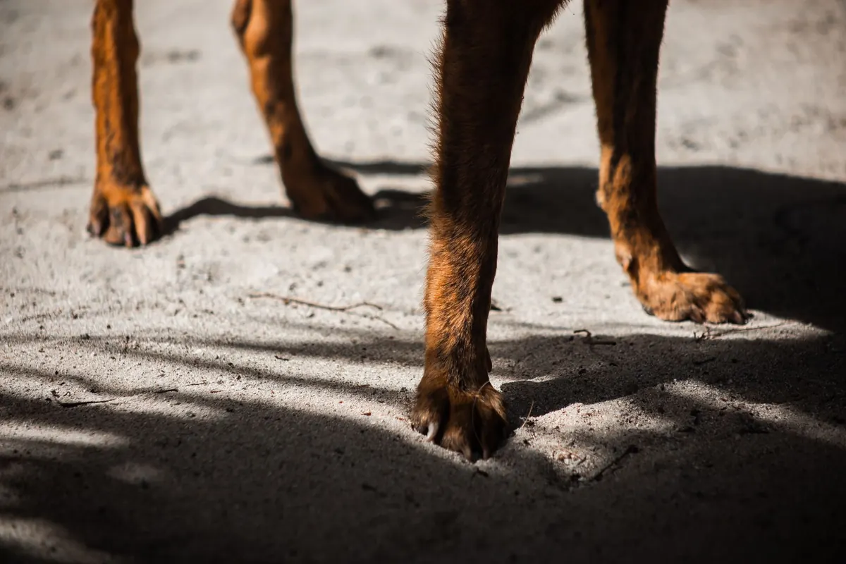 Médico veterinario revisando la pata de un perro que cojea durante la consulta