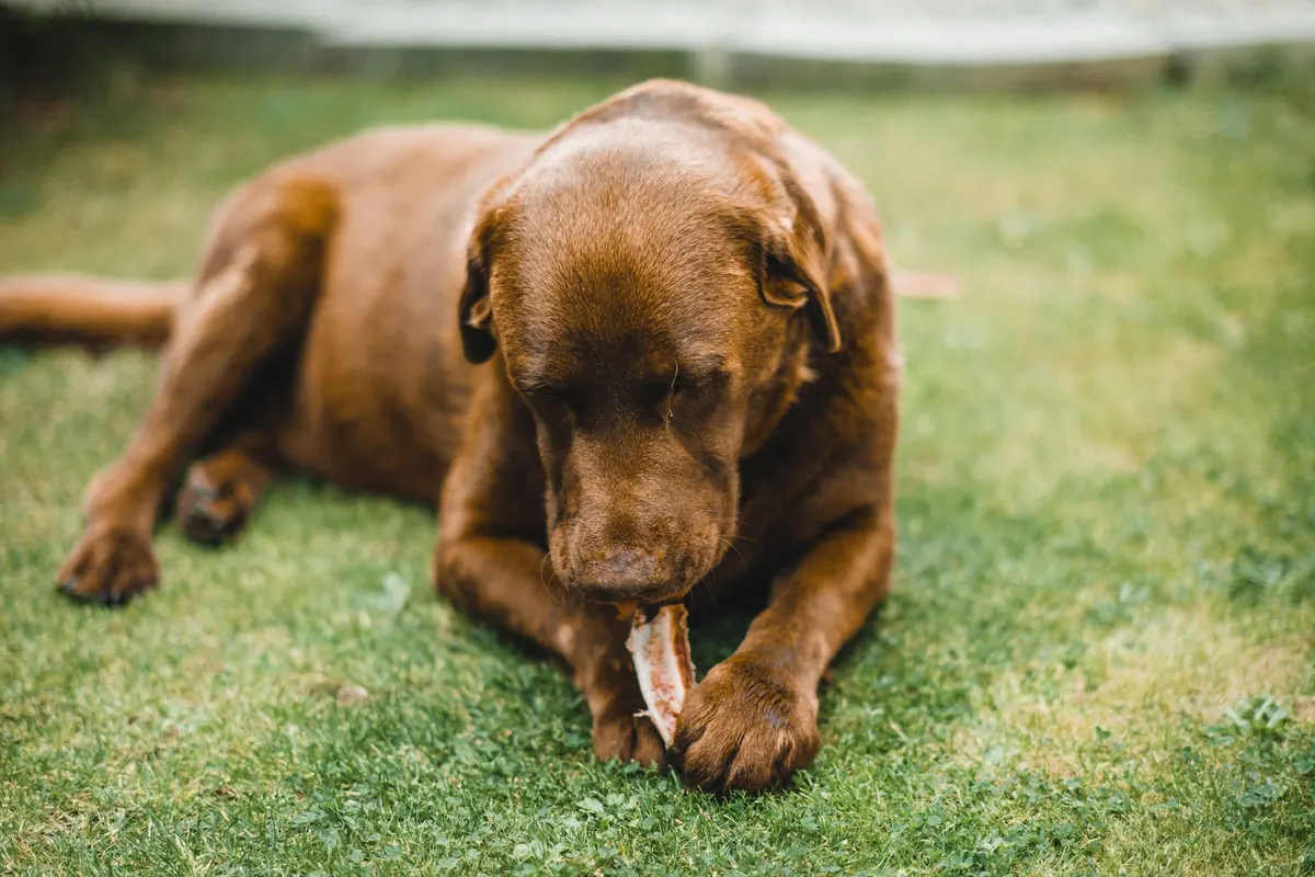 Perro comiendo pasto en el jardín durante un paseo al aire libre