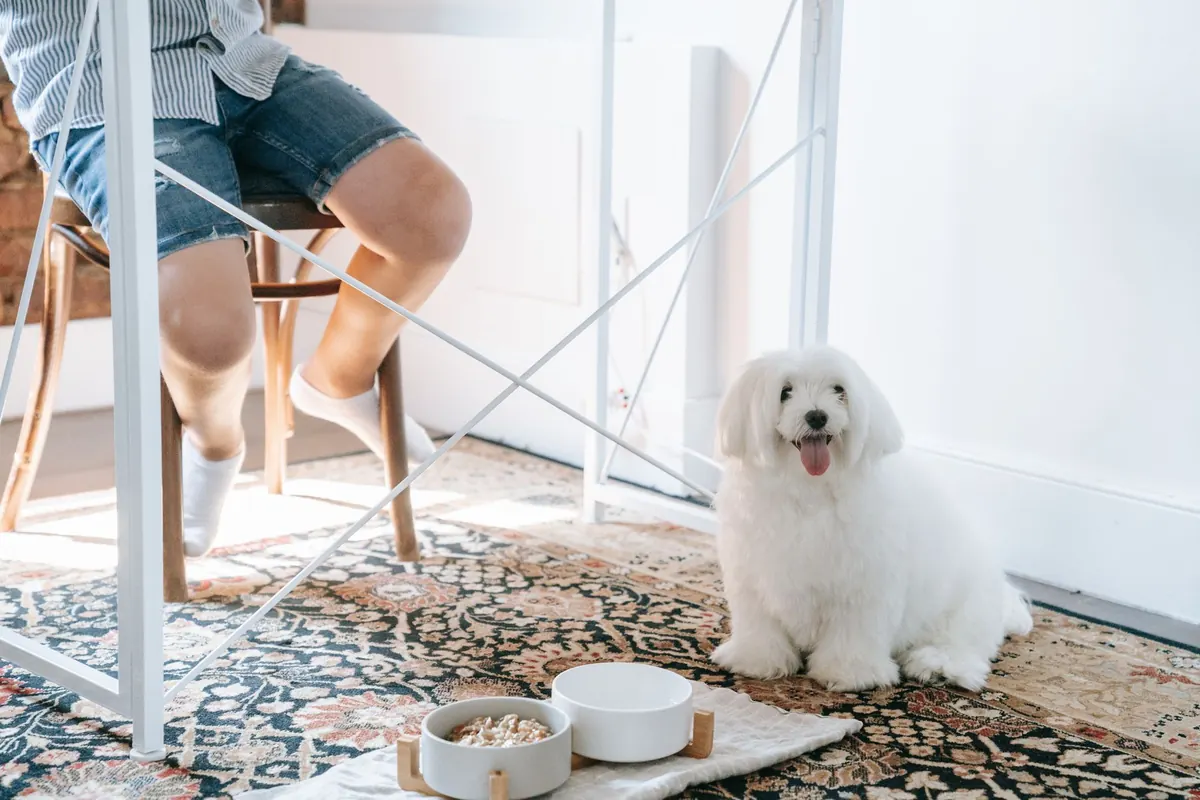 Perro echado junto a su plato de comida sin probar bocado