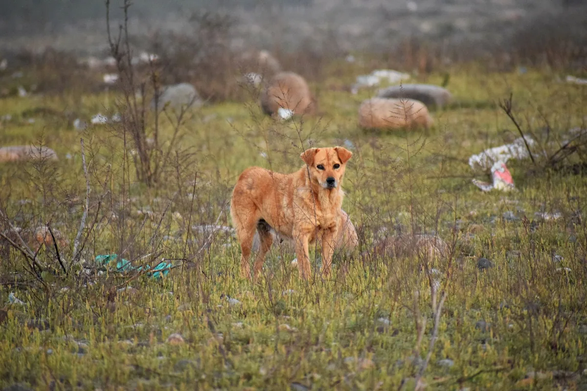 Perro sin supervisión caminando por un sector rural del sur de Chile