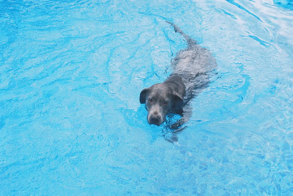 Perro nadando en una piscina bajo supervisión durante un día soleado