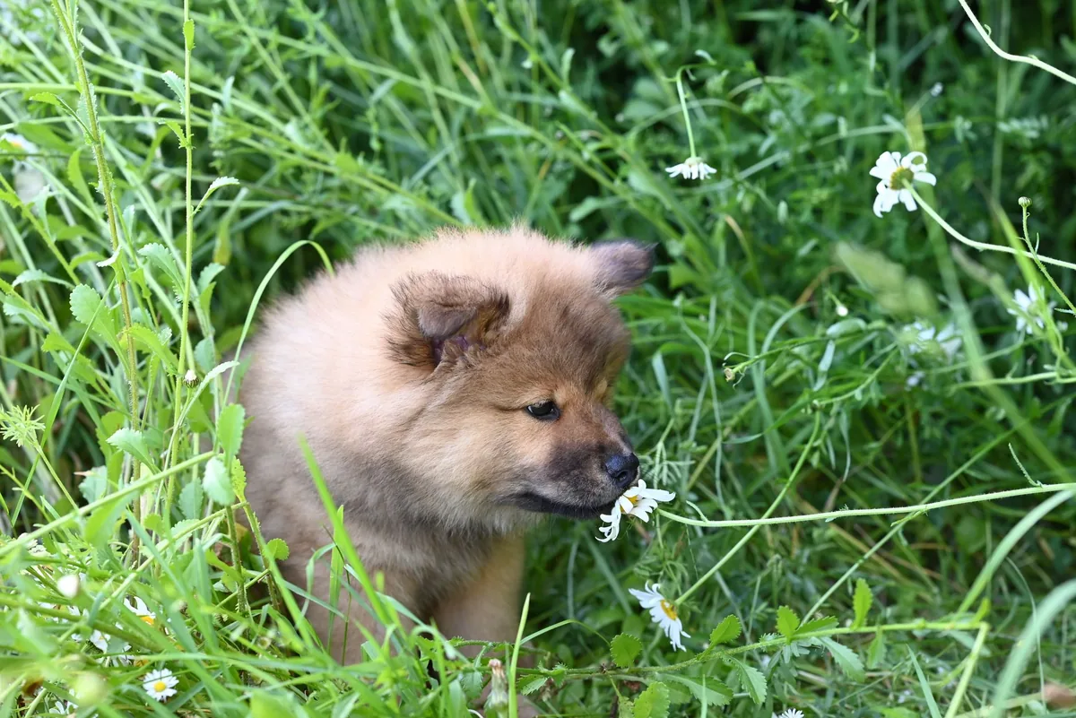 Perro olfateando una flor en un jardín en primavera, situación típica de picaduras de abejas y avispas