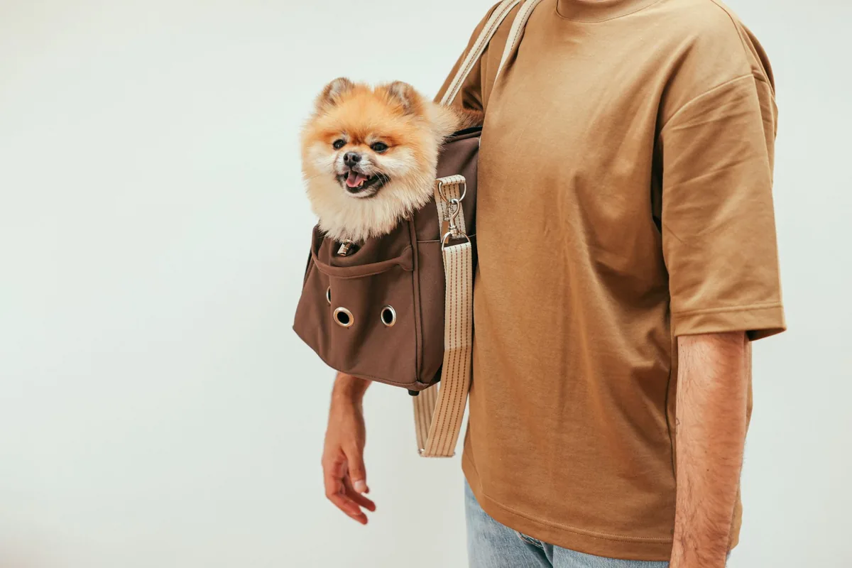 Perro junto a su transportín listo para un traslado de emergencia