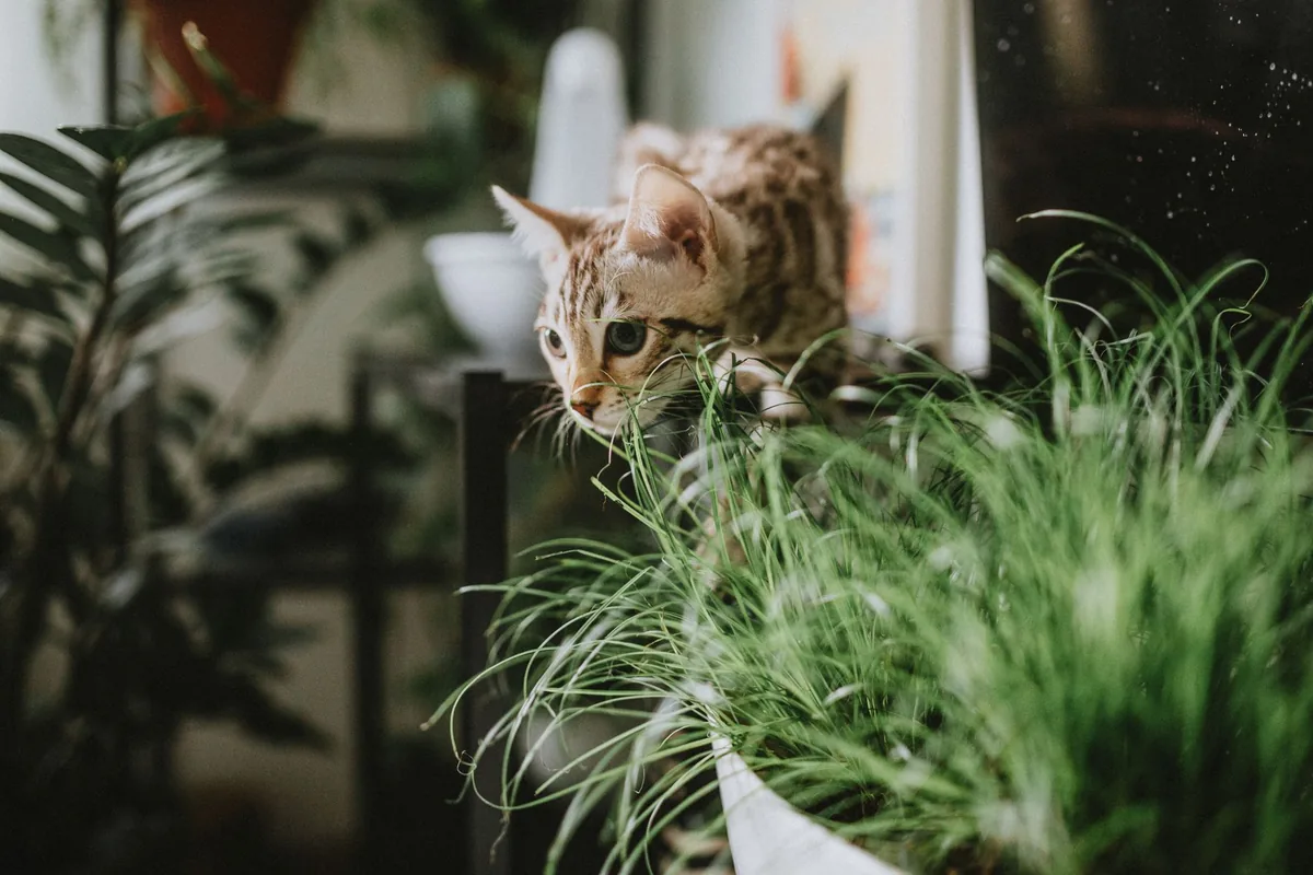 Gato atigrado asomado entre plantas de interior junto a una maceta con pasto para gatos