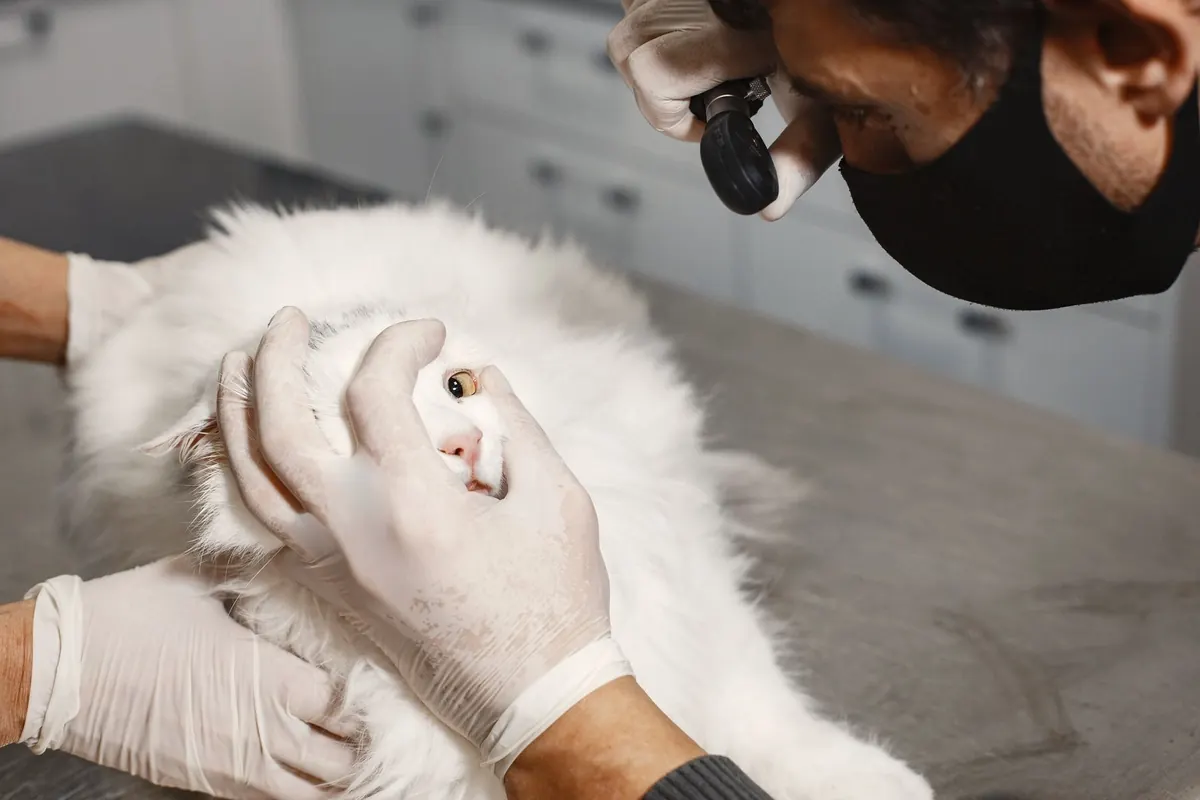Veterinaria revisando el oído de un gato durante la consulta