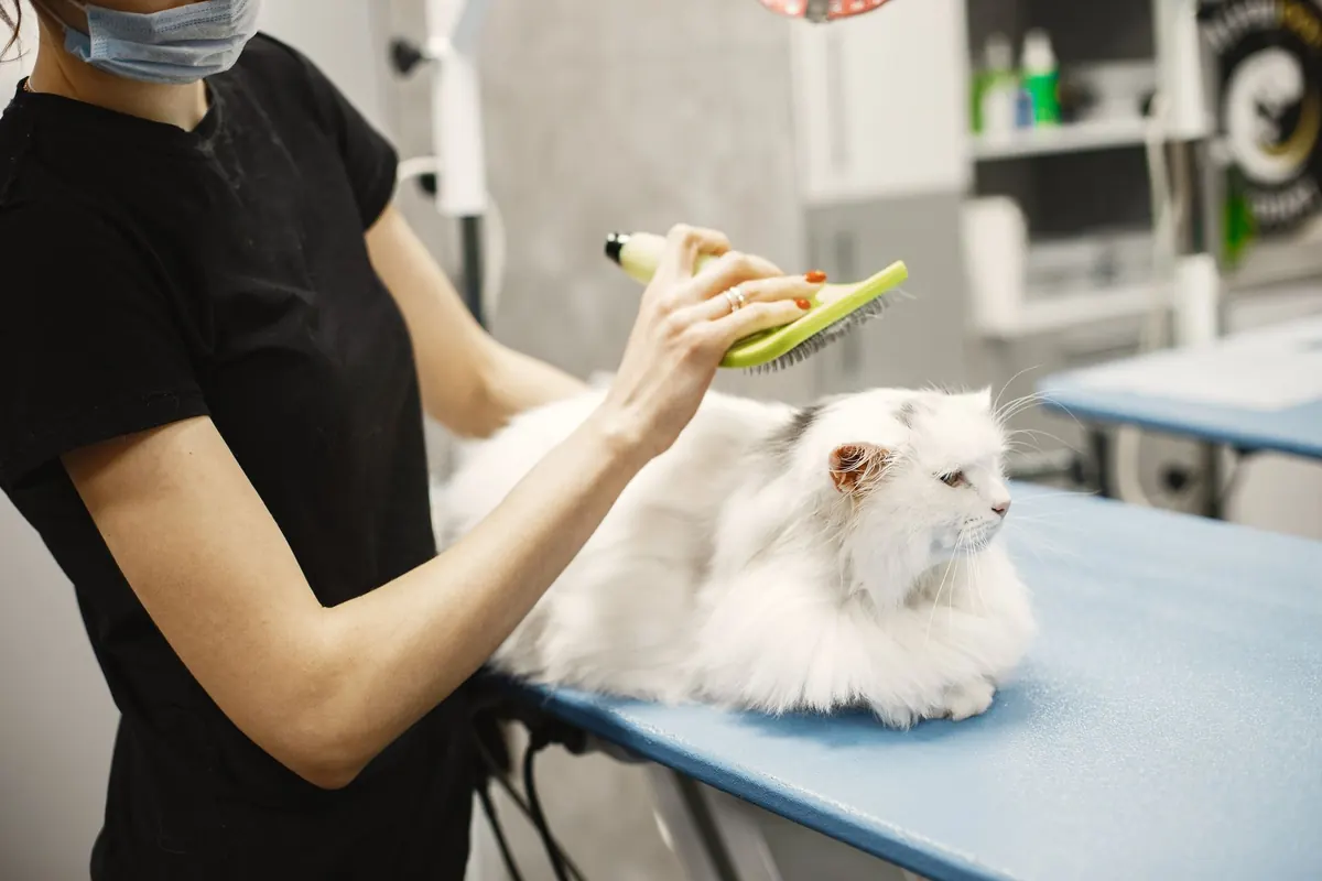 Gato persa siendo examinado por una médica veterinaria durante un control renal en la clínica
