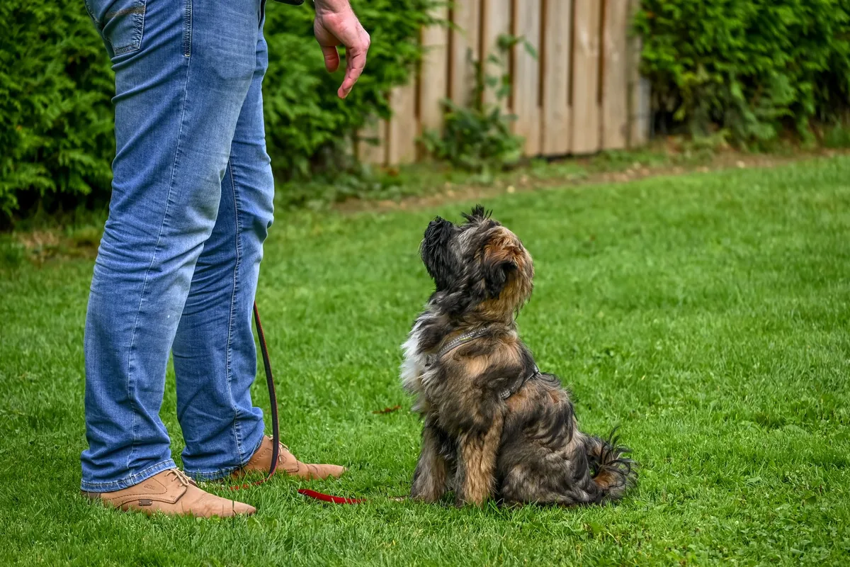 Perro atento durante una sesión de entrenamiento y manejo conductual al aire libre
