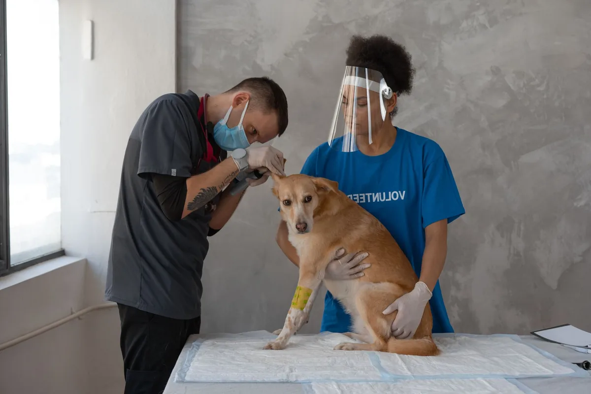 Equipo de una clínica veterinaria trabajando con un paciente en la sala de procedimientos