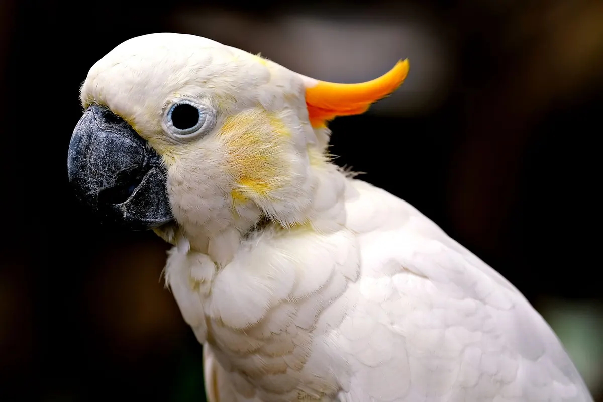 Cacatúa blanca de cresta amarilla fotografiada de perfil sobre fondo oscuro