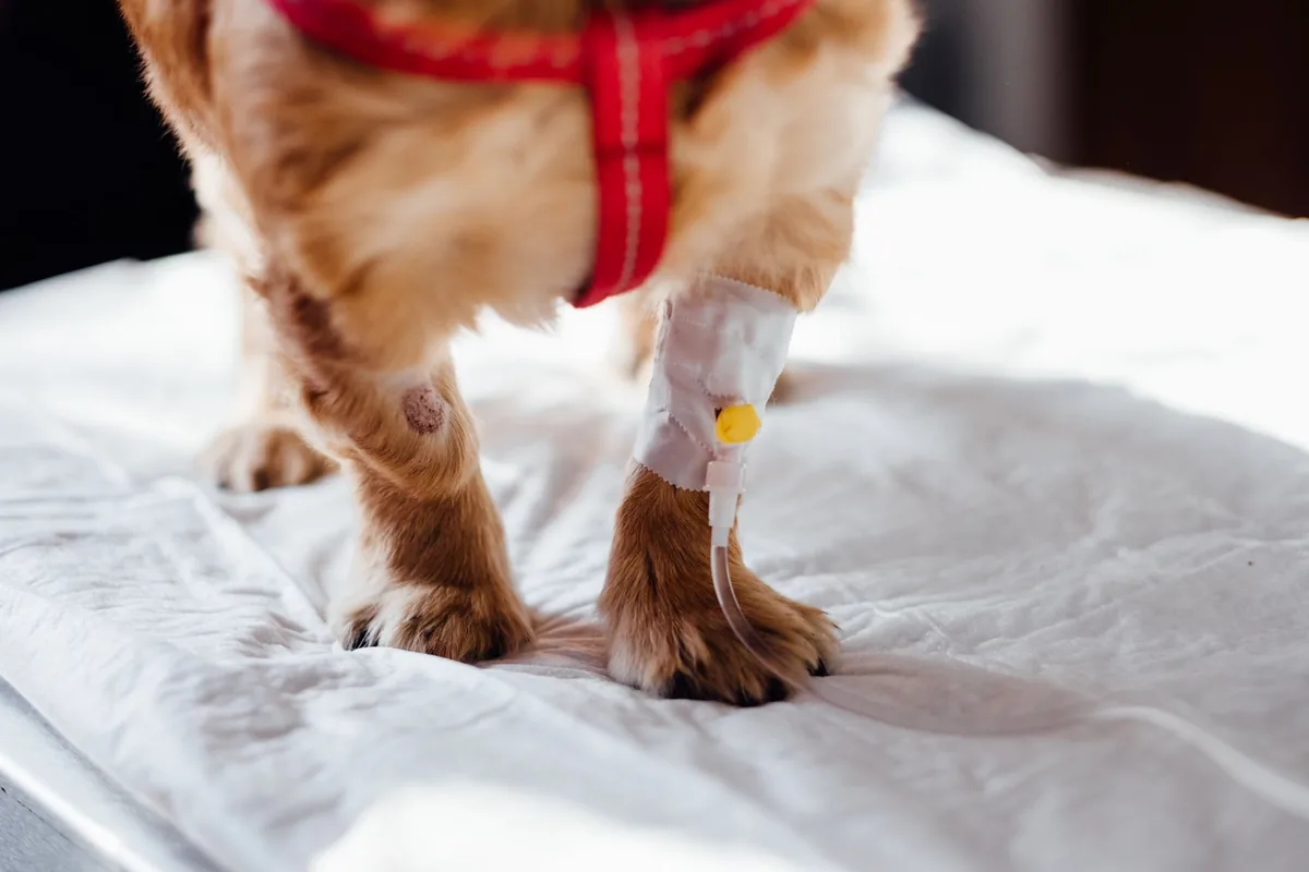 Médica veterinaria examinando a un perro durante un control oncológico