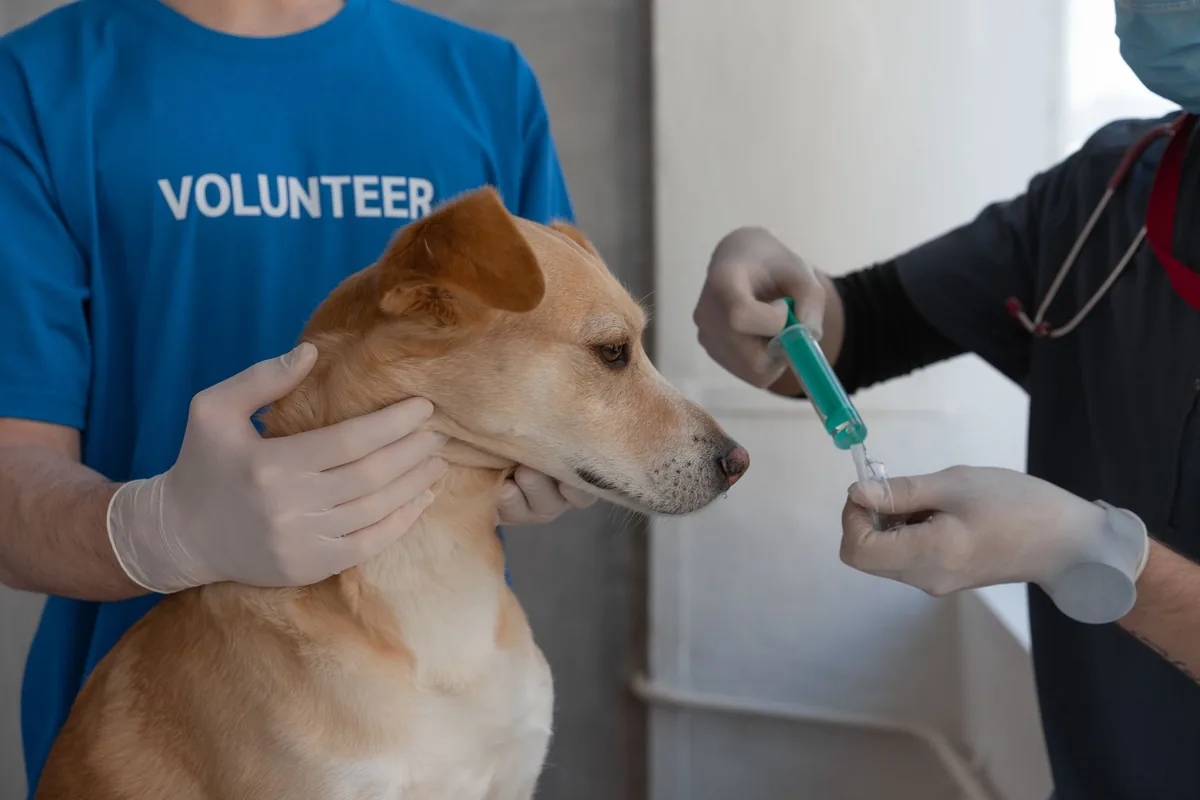 Veterinario vacunando a un perro durante un control de salud preventiva