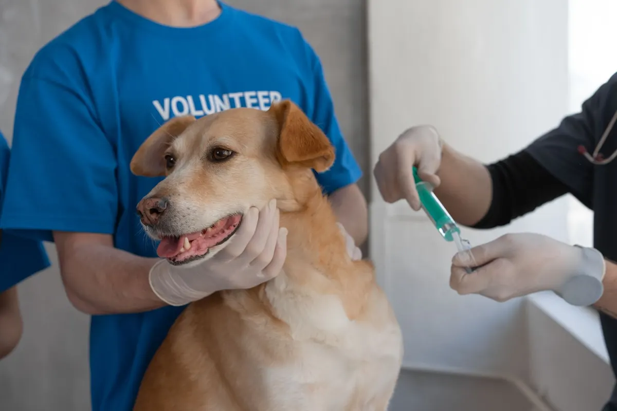 Médico veterinario administrando una vacuna a un perro sobre la mesa de consulta