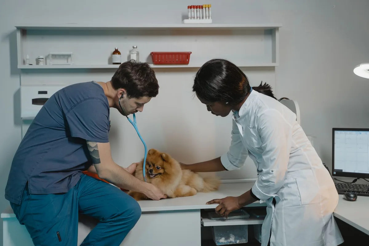 Recepción y administración de una clínica veterinaria revisando costos laborales y previsionales