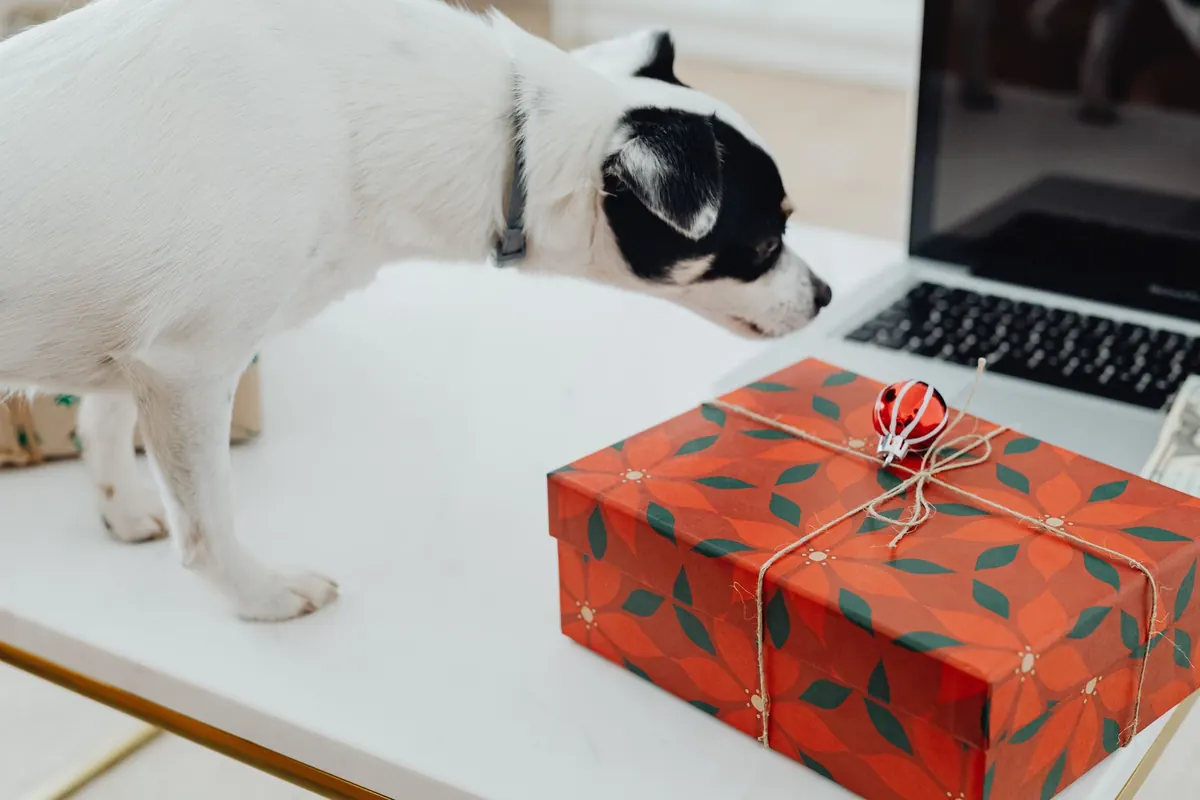 Perro blanco con manchas negras olfateando una caja de regalo navideña roja sobre una mesa