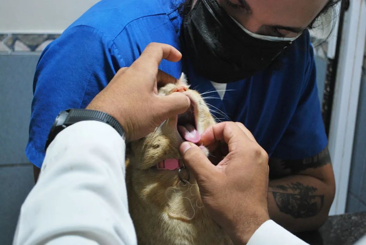 Médica veterinaria revisando la boca de un gato durante un examen dental en la clínica