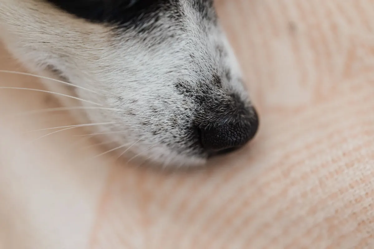 Primer plano de la nariz húmeda de un perro