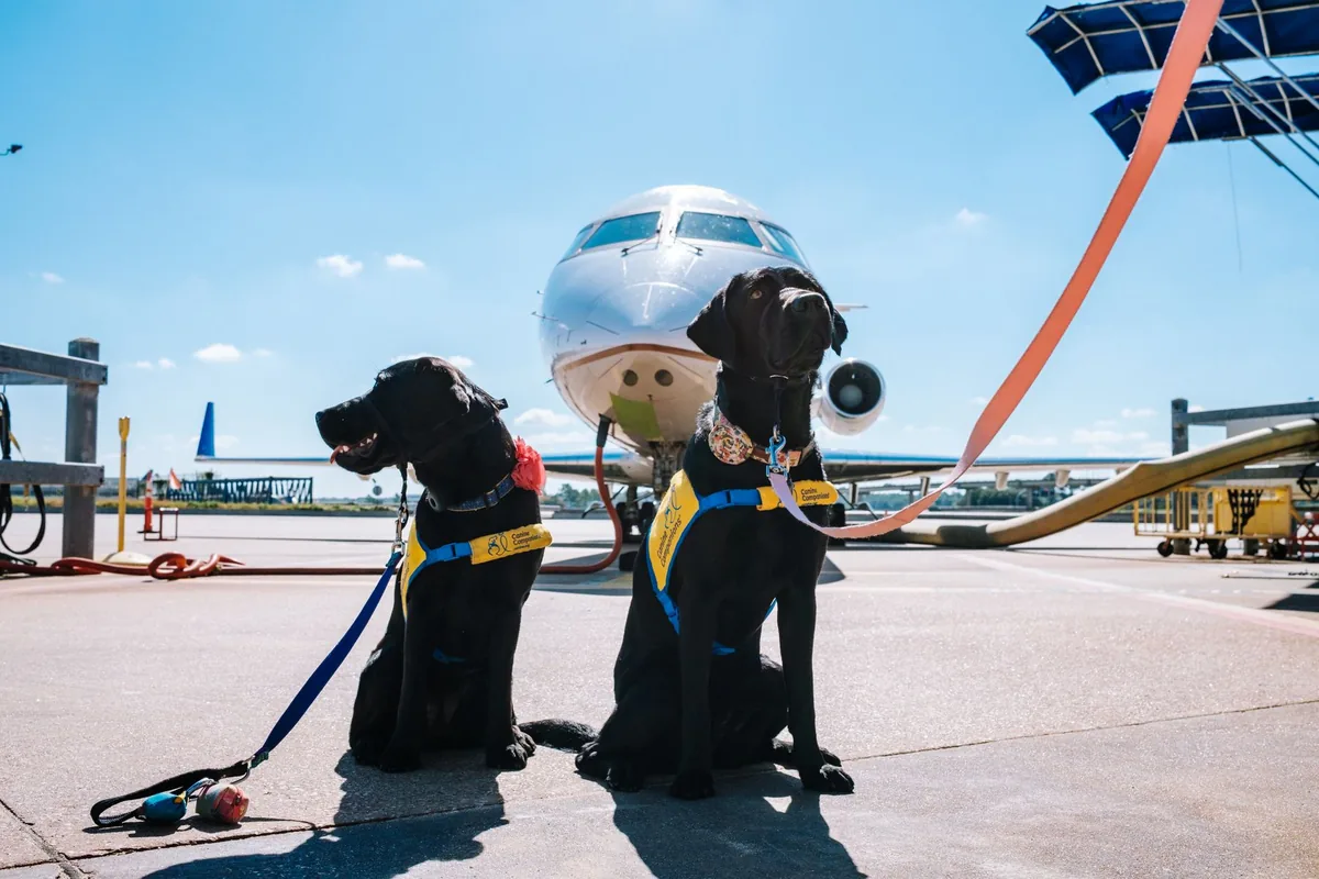 Perro esperando junto a su tutor en una zona de control de viaje antes de ingresar al país