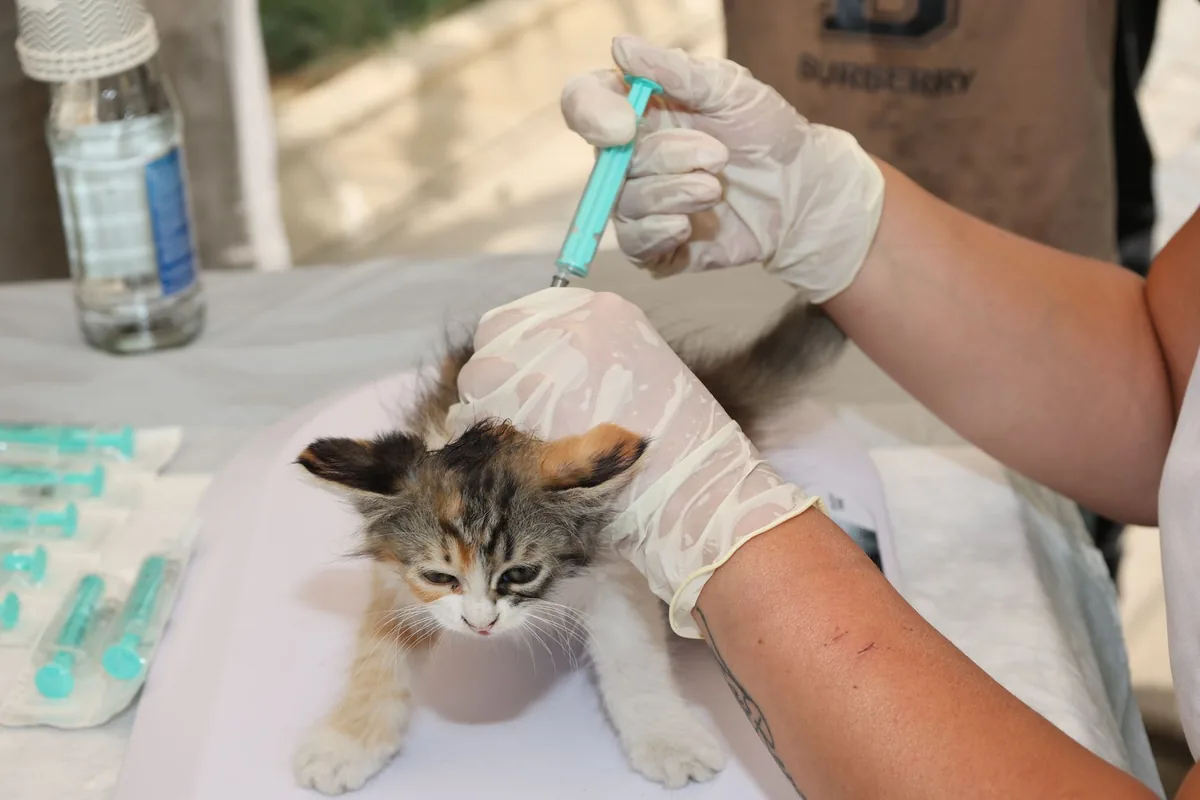 Médico veterinario administrando una inyección a un gato durante la consulta