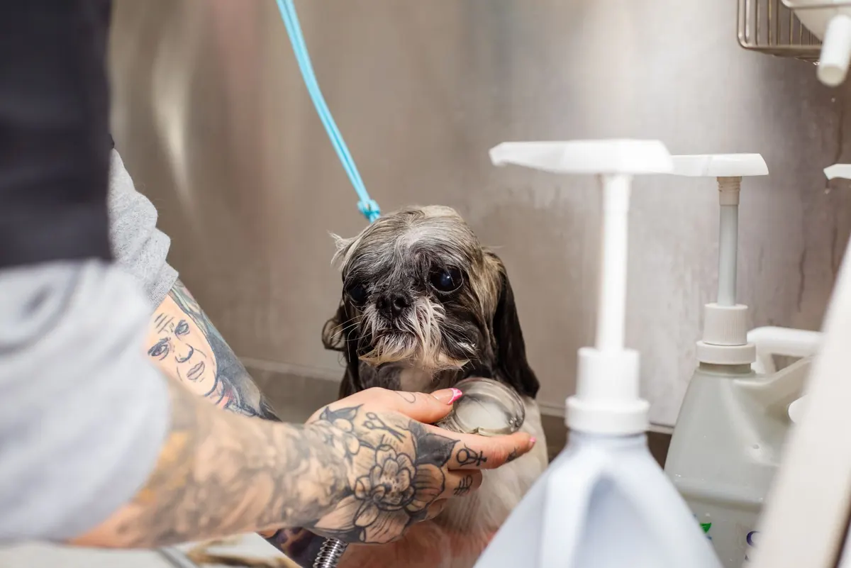 Perro shih tzu recibiendo un baño con champú en una peluquería canina