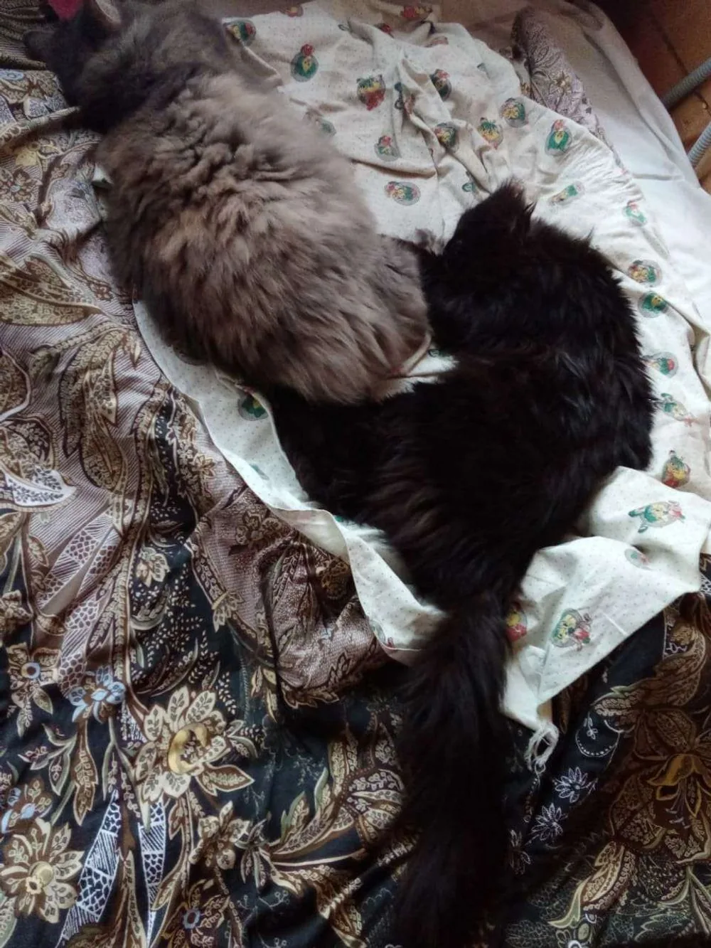Recepción de una clínica veterinaria moderna donde se atiende a los tutores y sus mascotas