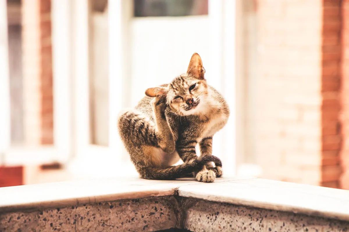 Gato atigrado sentado sobre un muro rascándose la cabeza con la pata trasera