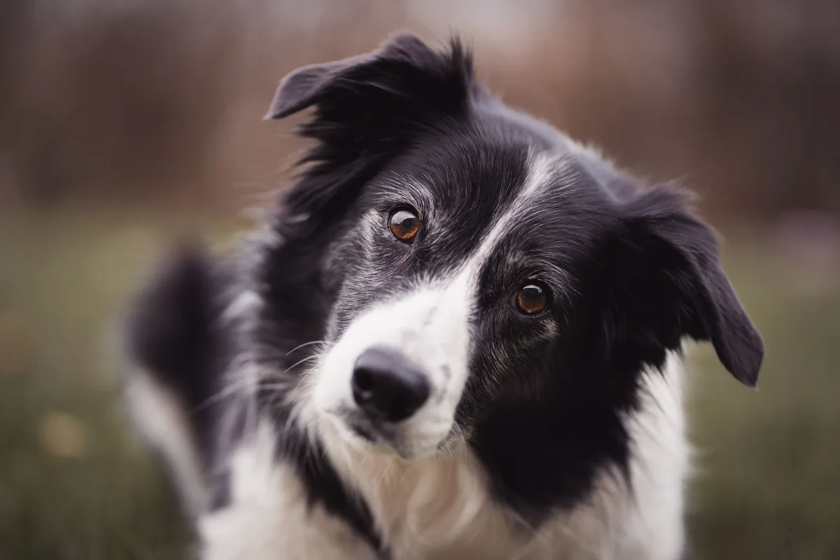 Perro senior con la cabeza ladeada siendo examinado por un médico veterinario