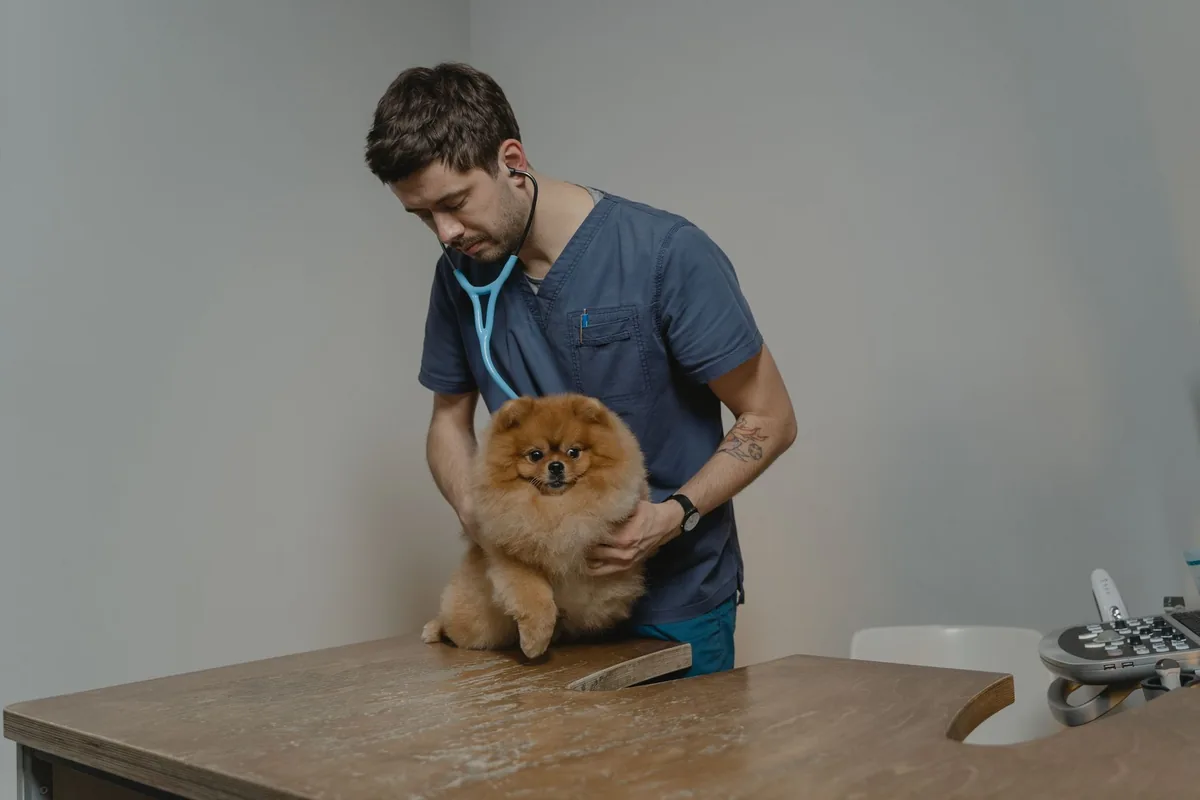 Cachorro siendo auscultado con estetoscopio por una médica veterinaria durante su primer control