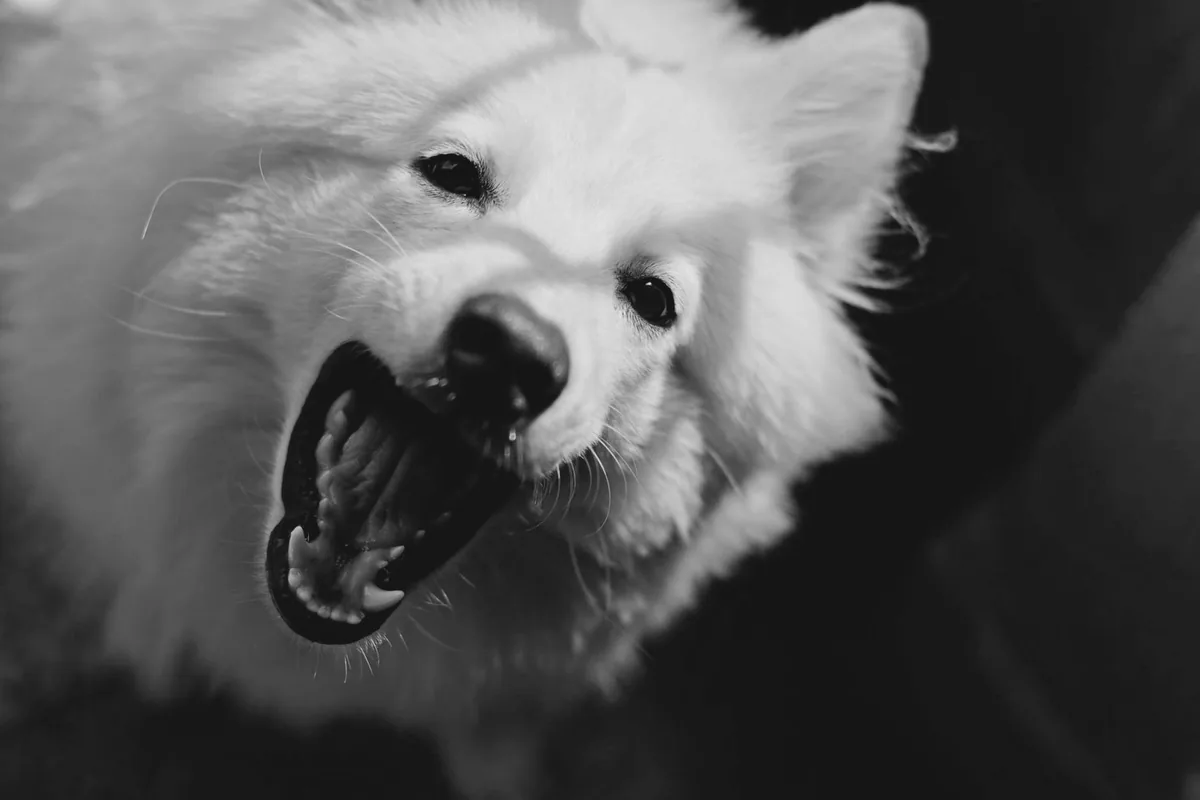 Perro blanco de manto claro mirando de frente, patrón de pelaje asociado a sordera congénita
