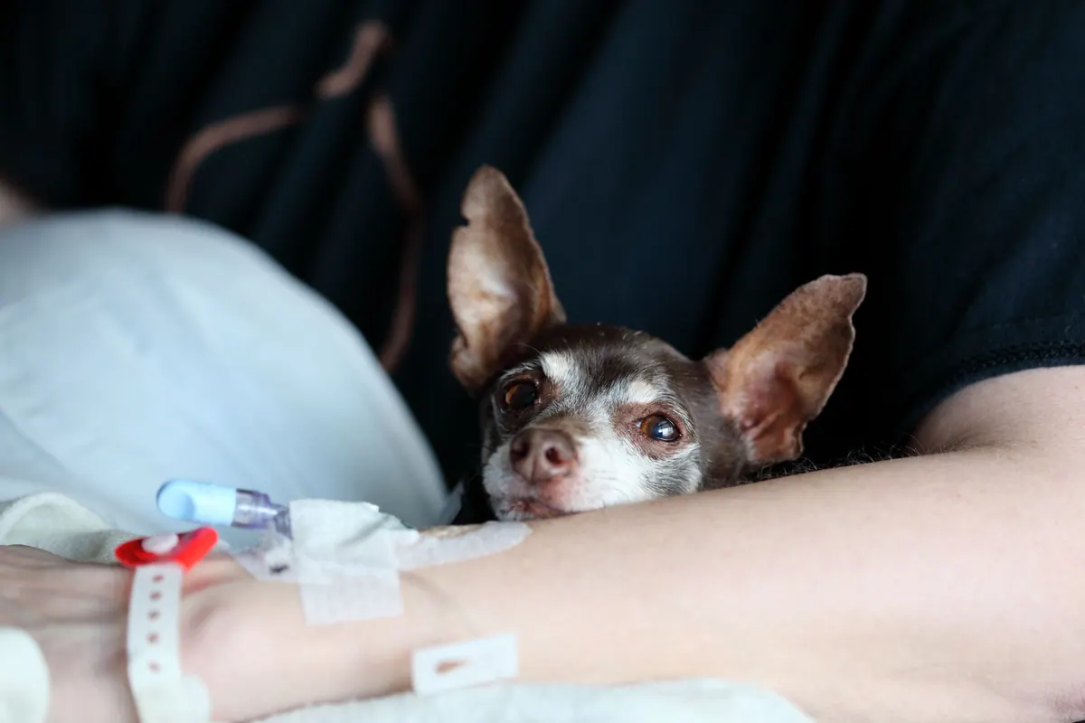 Perro de terapia tranquilo acompañando a una persona en un entorno de salud