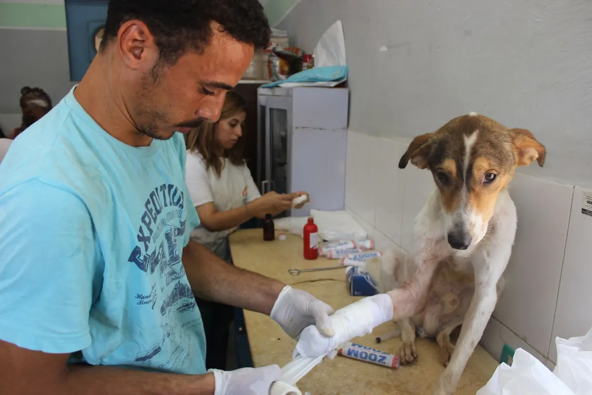 Perro con una herida vendada siendo revisado por una médica veterinaria en consulta