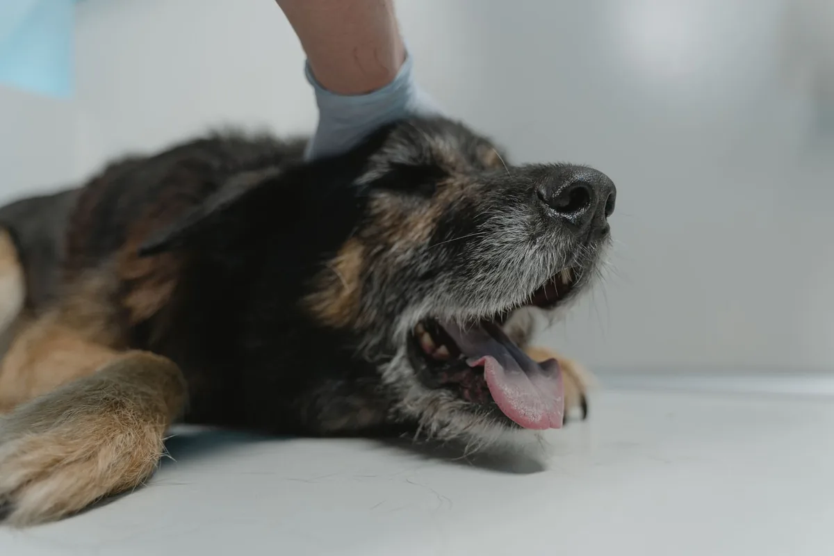 Perro siendo revisado por una veterinaria por tos persistente