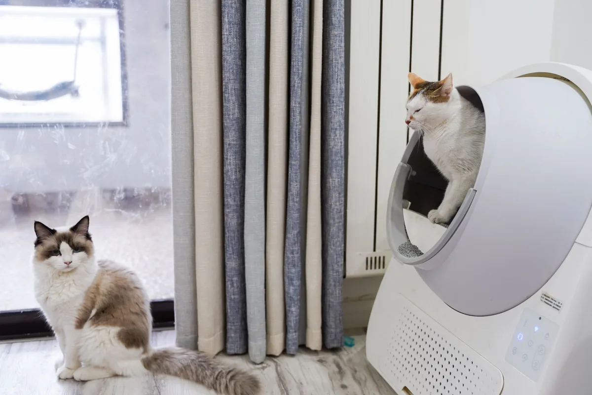 Gato doméstico junto a su caja de arena en un hogar limpio